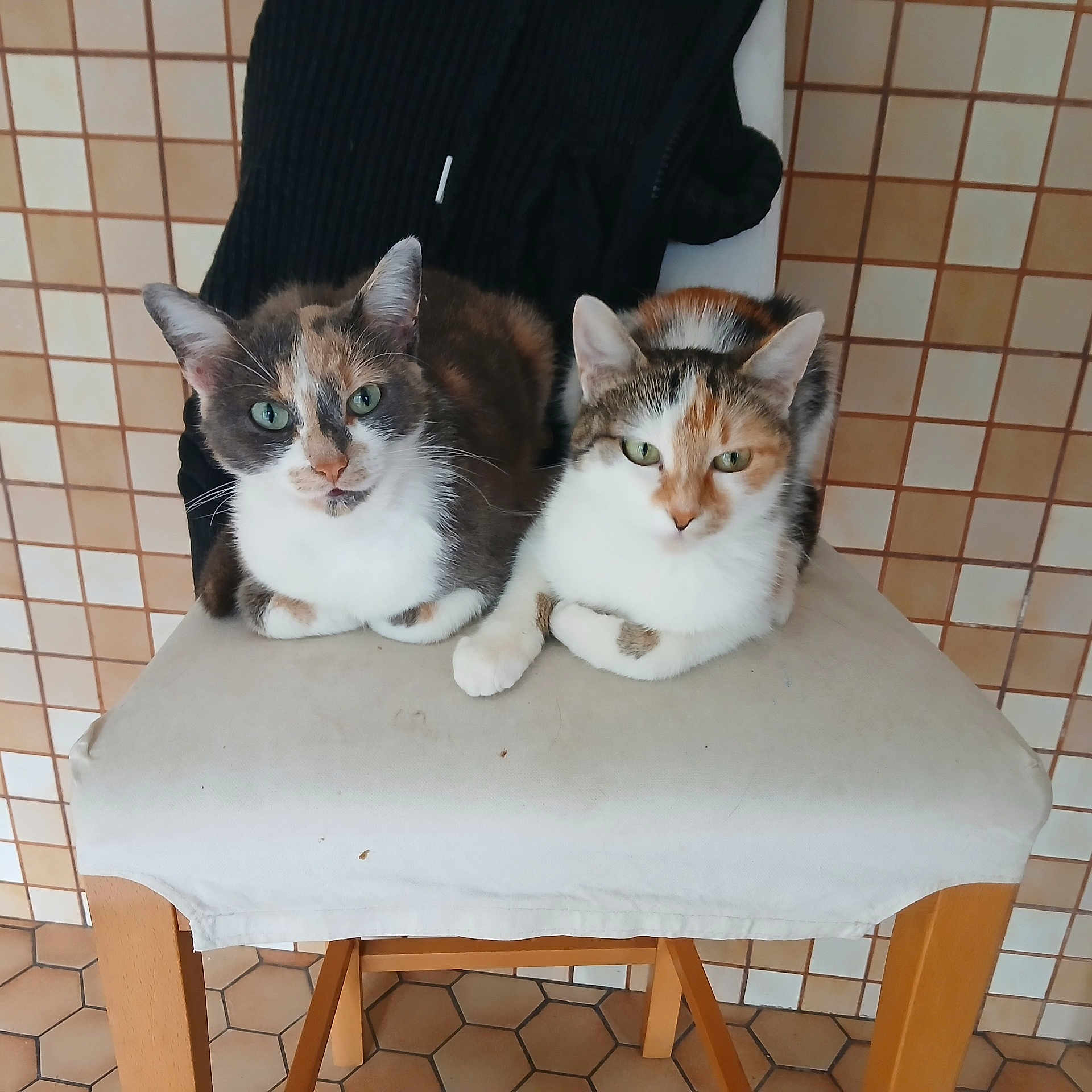 Caline a rejoint le concours — aidez-le/la à gagner de superbes lots ! animal, cat, cats, chair, cushion, cute, domestic_animal, feline, fur, green_eyes, household, indoor, looking_at_camera, pet, relaxed, seated, side_by_side, tile_wall, two_animals, whiskers