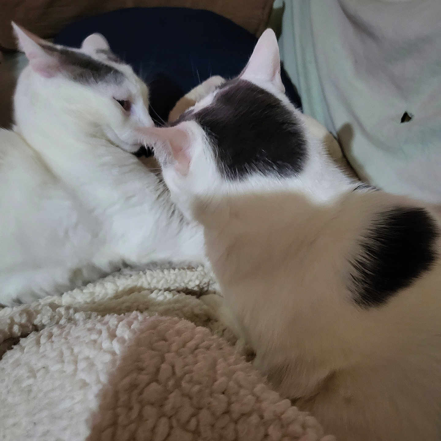 Baguerra Et Trinita a rejoint le concours — aidez-le/la à gagner de superbes lots ! animal, blanket, cat, close_up, companion, cozy, cushion, cute, domestic_cat, fur, furniture, gray_spots, home, indoor, pet, relaxed, resting, soft_texture, two_cats, white_cat