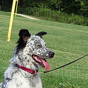 Skadi is registered to the contest to win money with this photo: dog, canine, speckled_fur, blue_merle, open_mouth, tongue, panting, happy, outdoor, grass, meadow, park, trees, nature, leash, collar, walking, portrait, animal, sunlight