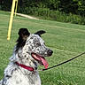 dog, canine, speckled_fur, blue_merle, open_mouth, tongue, panting, happy, outdoor, grass, meadow, park, trees, nature, leash, collar, walking, portrait, animal, sunlight