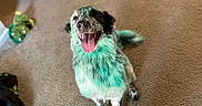 Skadi is registered to the contest to win money with this photo: dog, puppy, pet, animal, canine, happy, smiling, tongue_out, portrait, indoor, carpet, home, living_room, toy, colorful_fur, sitting, looking_at_camera, floppy_ears, black_and_white, playful