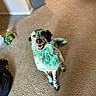 Skadi is registered to the contest to win money with this photo: dog, pet, animal, portrait, smiling, happy, open_mouth, turquoise_fur, dyed_fur, black_and_white, sitting, indoor, carpet, living_room, toy, chew_toy, home, playful, camera_facing, funny