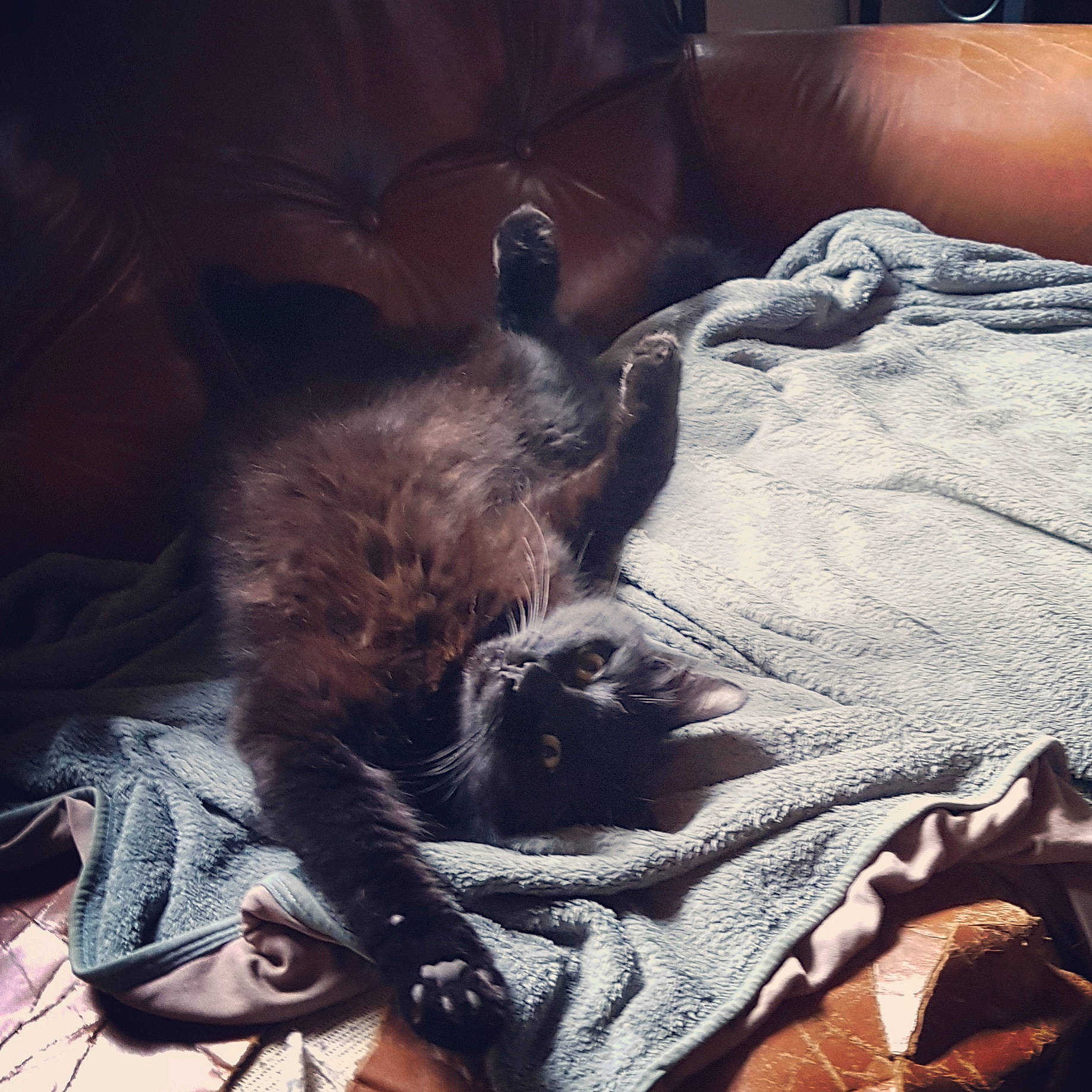 Papuche participe au concours pour gagner de l'argent avec cette photo : black_cat, canidae, carnivore, cat, cloud, comfort, felidae, fur, furniture, kitten, leg, mountain, nap, sky, small_to_medium_sized_cats, square, tail, whiskers