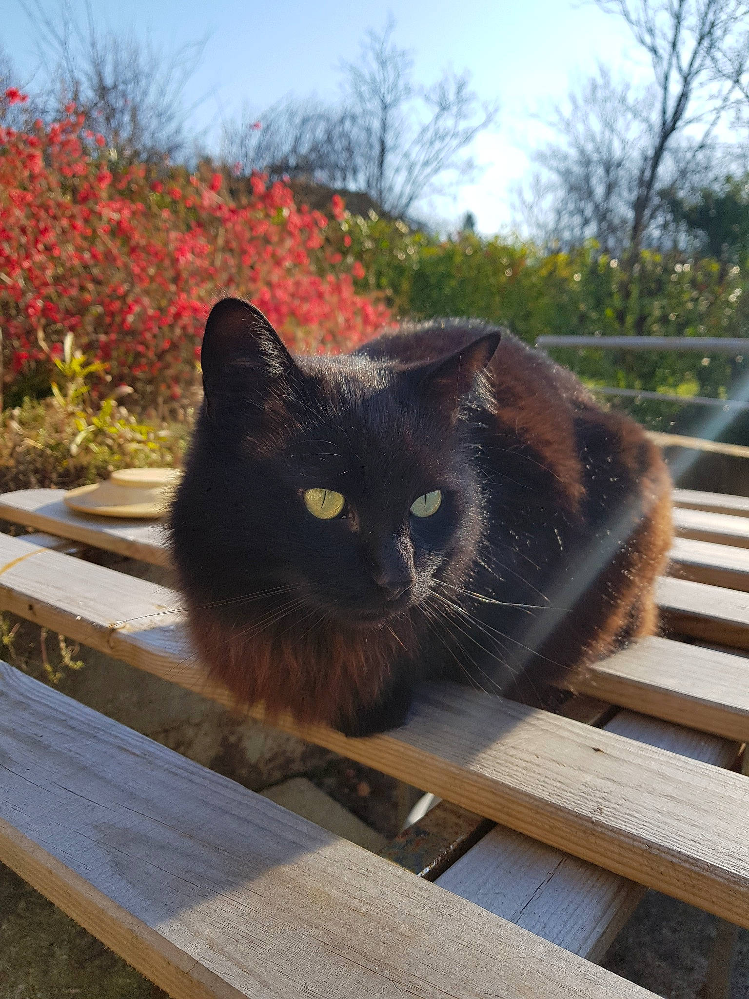 Papuche participe au concours pour gagner de l'argent avec cette photo : asian, black_cat, bombay, carnivore, cat, domestic_long_haired_cat, domestic_short_haired_cat, felidae, nebelung, small_to_medium_sized_cats, whiskers, wood