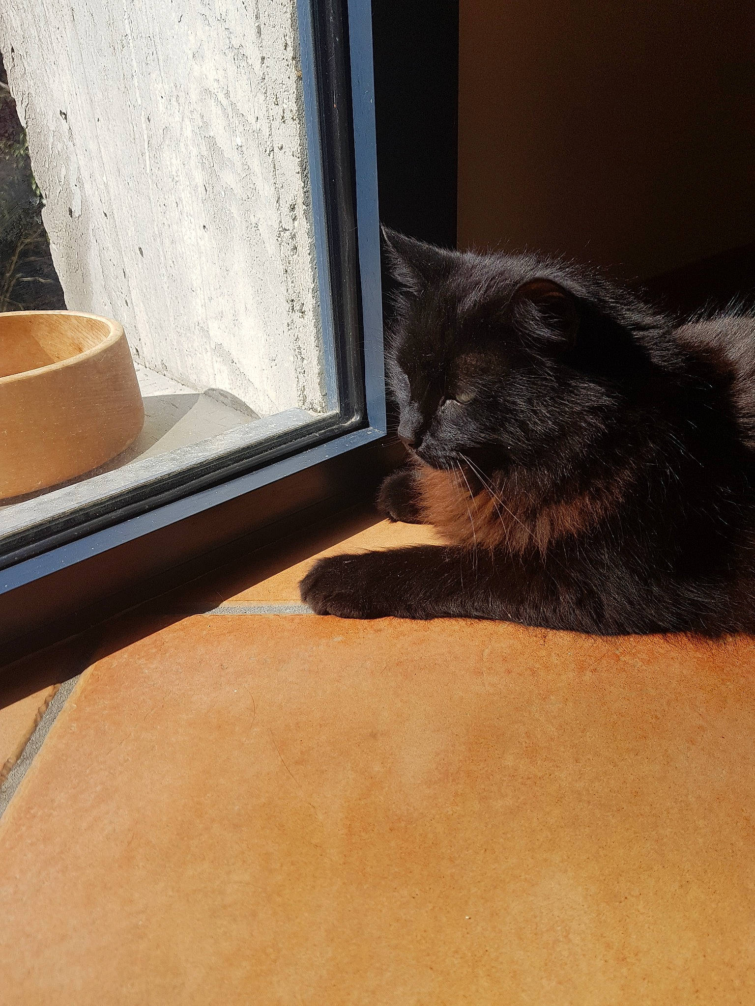 Papuche participe au concours pour gagner de l'argent avec cette photo : black, black_cat, carnivore, cat, european_shorthair, felidae, floor, flooring, fur, hardwood, kitten, leg, mammal, nebelung, small_to_medium_sized_cats, tail, tile, whiskers, window, wood