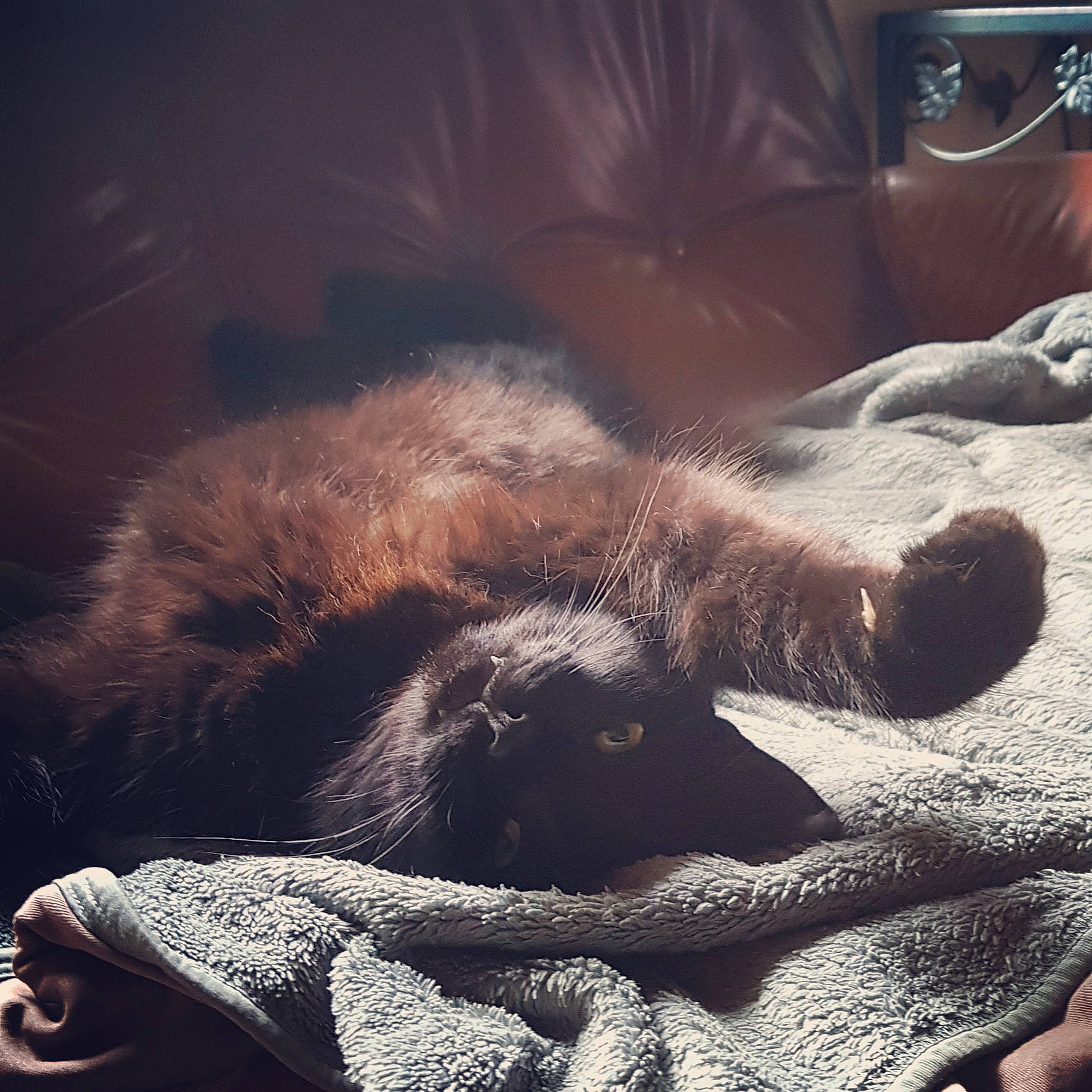 Papuche a rejoint le concours — aidez-le/la à gagner de superbes lots ! canidae, carnivore, cloud, dog, fur, hand, human, irish_wolfhound, leg, love, meteorological_phenomenon, mountain, nap, puppy, sky, sleep, sporting_group, wilderness