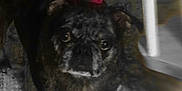 Punk is registered to the contest to win money with this photo: dog, small_dog, pet, bow, red_bow, indoor, floor, furniture, curious, standing, dark_fur, animal, canine, looking, portrait, closeup, companion, domestic, blurred, low_light