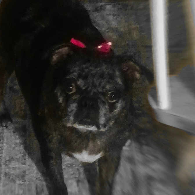 Punk is registered to the contest to win money with this photo: animal, blurred, bow, canine, closeup, companion, curious, dark_fur, dog, domestic, floor, furniture, indoor, looking, low_light, pet, portrait, red_bow, small_dog, standing