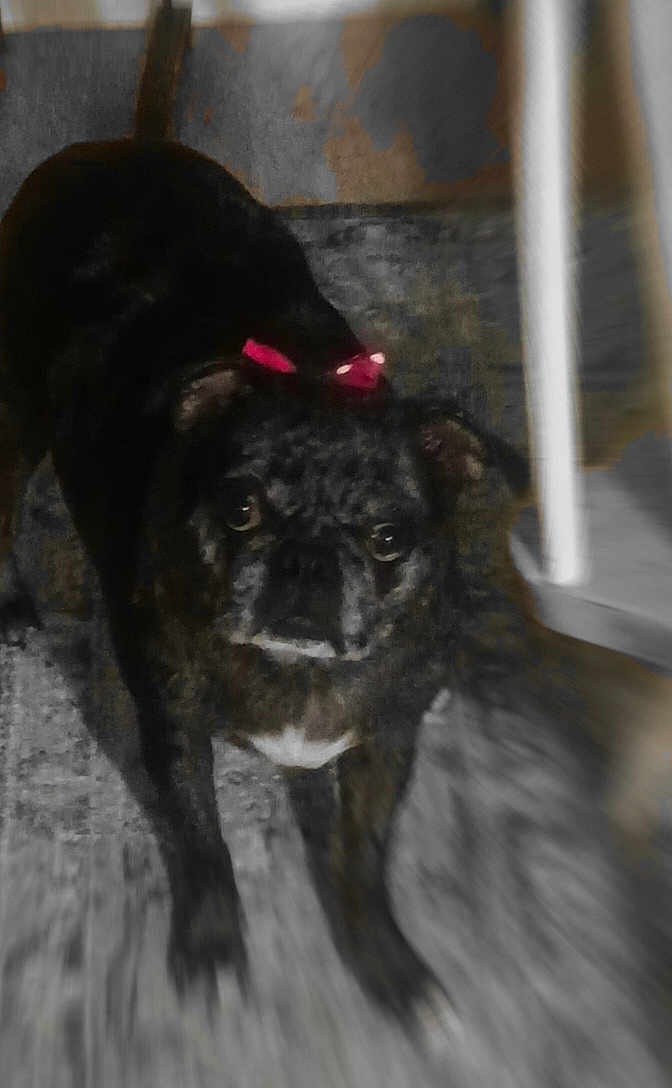 Punk is registered to the contest to win money with this photo: dog, small_dog, pet, bow, red_bow, indoor, floor, furniture, curious, standing, dark_fur, animal, canine, looking, portrait, closeup, companion, domestic, blurred, low_light