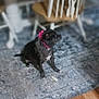 Punk is registered to the contest to win money with this photo: dog, black_dog, collar, pink_collar, rug, patterned_rug, wooden_floor, wooden_chair, dining_table, indoor, pet, canine, floor, furniture, home, domestic, animal, sitting, looking_away, cozy