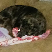 Punk is registered to the contest to win money with this photo: cat, sleeping, curled_up, blanket, indoor, feline, resting, brown, black, striped, soft, cozy, fur, animal, pet, quiet, relaxed, home, blurred, couch
