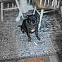 Punk is registered to the contest to win money with this photo: dog, black_dog, pet, indoor, carpet, rug, wood_floor, chair, table, furniture, animal, domestic_animal, cute, small_dog, sitting, looking, home, floor, interior, white_patch