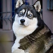 Rachka participe au concours pour gagner de l'argent avec cette photo : dog, husky, blue_eyes, portrait, animal, pet, fur, outdoor, canine, mammal, face, ears, nose, whiskers, focused, alert, background_blur, black_and_white, close_up, companion