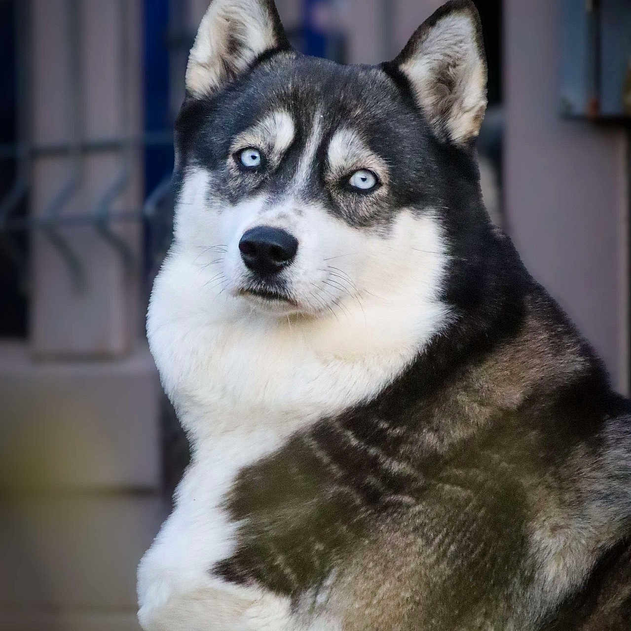 Rachka participe au concours pour gagner de l'argent avec cette photo : dog, husky, blue_eyes, portrait, animal, pet, fur, outdoor, canine, mammal, face, ears, nose, whiskers, focused, alert, background_blur, black_and_white, close_up, companion