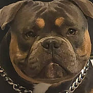 Ayko a rejoint le concours — aidez-le/la à gagner de superbes lots ! dog, close_up, chain_collar, pet, brown, black, white_patch, face, portrait, indoor, canine, animal, fur, ears, eyes, snout, collar, domestic_animal, pet_accessory, bulldog