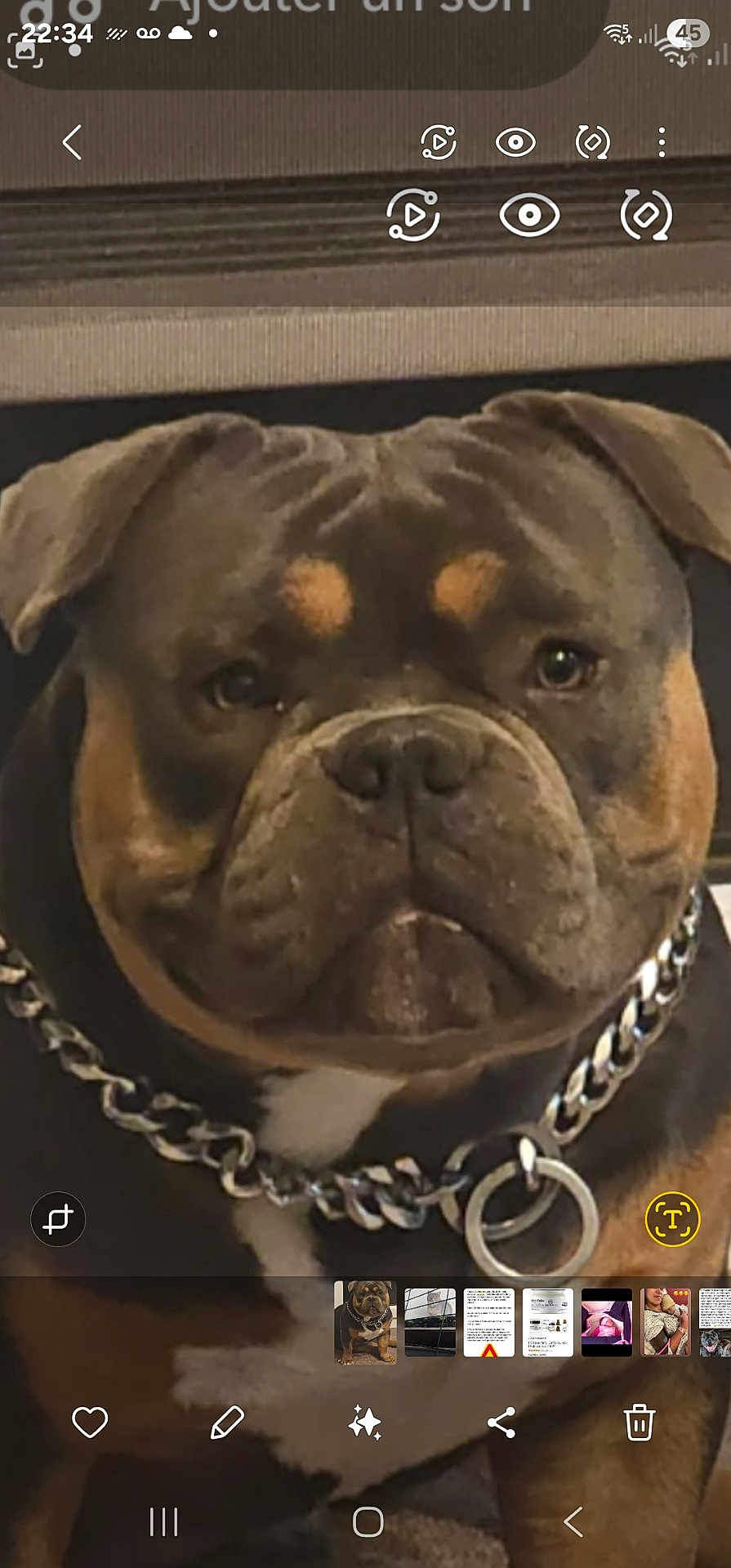 Ayko a rejoint le concours — aidez-le/la à gagner de superbes lots ! dog, close_up, chain_collar, pet, brown, black, white_patch, face, portrait, indoor, canine, animal, fur, ears, eyes, snout, collar, domestic_animal, pet_accessory, bulldog