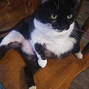 Mowmow joined the competition — help win amazing prizes! animal, black_and_white, cat, chair, close_up, cute, domestic, feline, fur, furniture, green_eyes, household, indoor, looking_away, paws, pet, relaxed, sitting, whiskers, wooden_chair