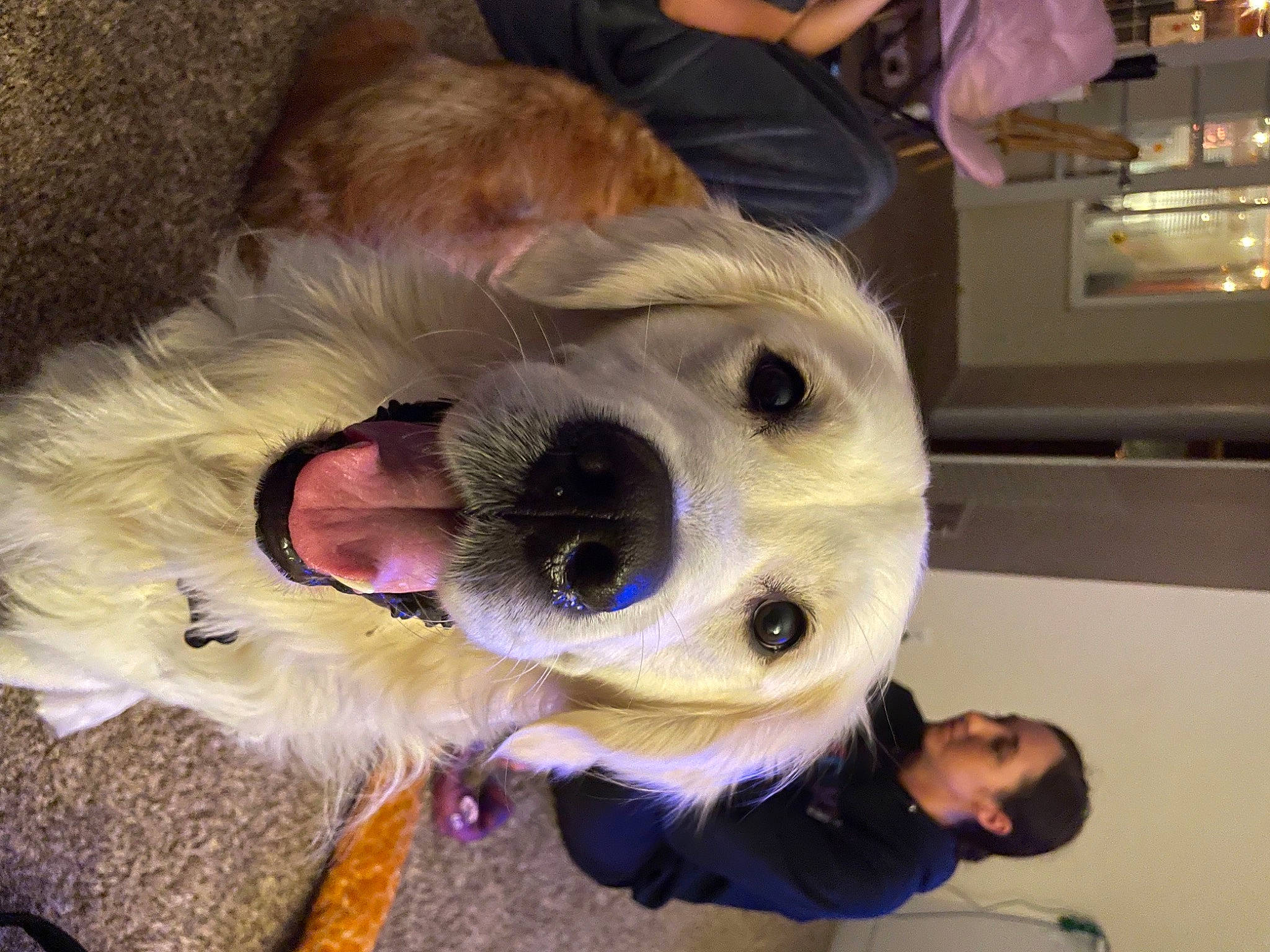 Lambeau is registered to the contest to win money with this photo: canidae, carnivore, companion_dog, costume, dog, dog_breed, dog_clothes, event, eyewear, fawn, fun, fur, fur_clothing, leash, plush, selfie, snout, sporting_group, whiskers, working_animal