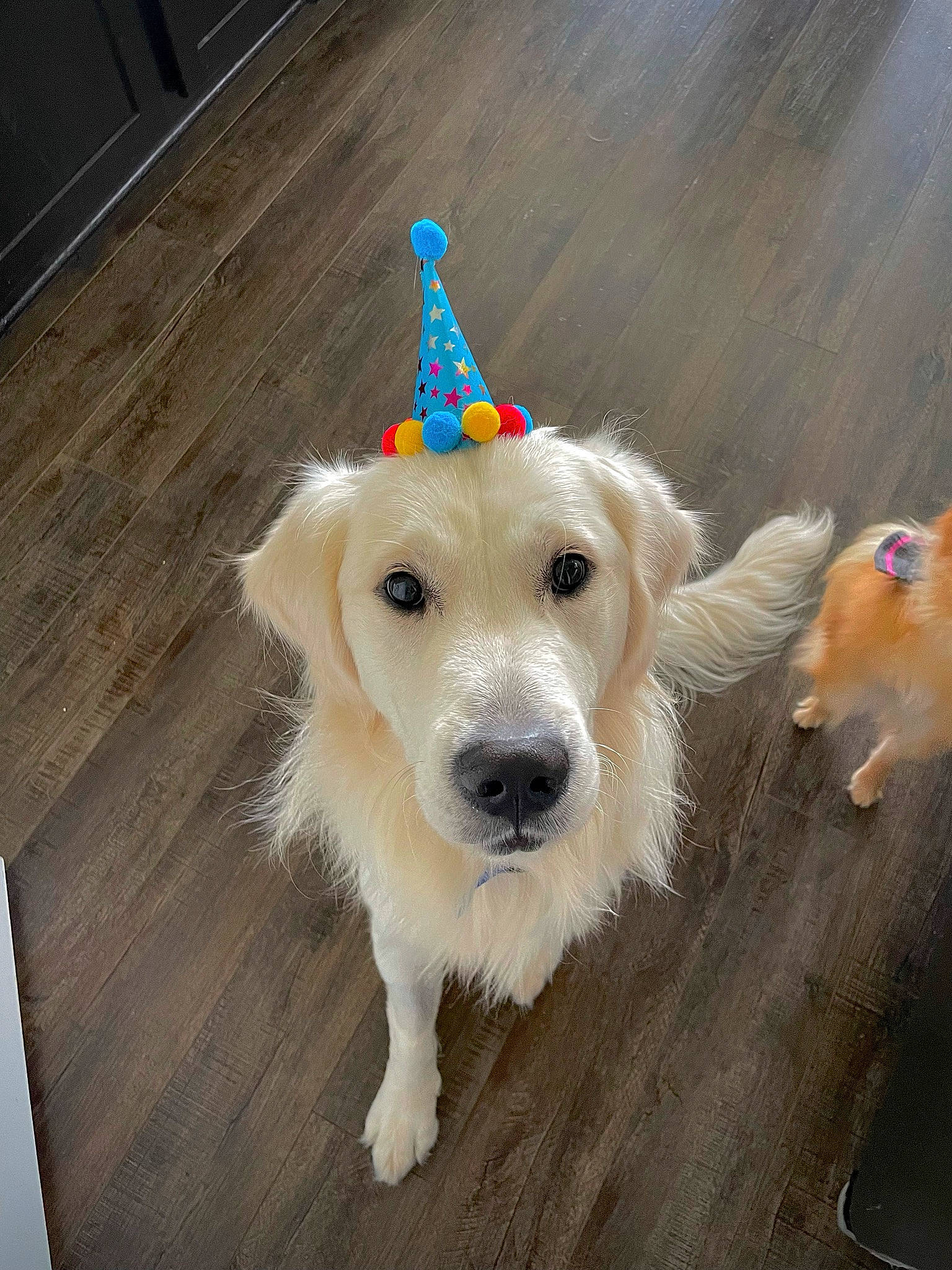 Lambeau is registered to the contest to win money with this photo: carnivore, collar, companion_dog, dog, dog_breed, dog_clothes, dog_collar, dog_supply, fashion_accessory, fawn, flooring, fur, hardwood, leash, party_hat, pet_supply, terrier, whiskers, wood, working_animal