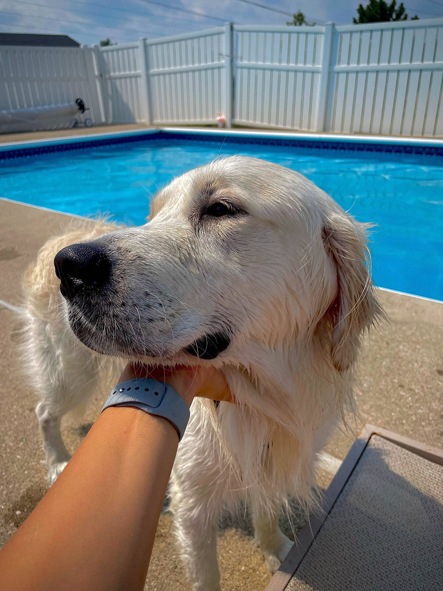 Lambeau is registered to the contest to win money with this photo: blue, borzoi, canidae, carnivore, chair, companion_dog, dog, dog_breed, fawn, fence, foot, fur, gun_dog, plant, sky, snout, sporting_group, swimming_pool, water, working_animal