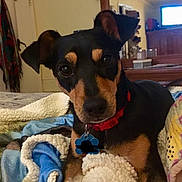 Lil Miss is registered to the contest to win money with this photo: dog, pet, bed, blanket, collar, indoor, cozy, animal, cute, black_and_tan, fur, ears, face, looking, resting, domestic_animal, canine, comfort, home, closeup