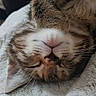 animal, blanket, cat, close_up, cozy, cute, feline, fur, indoor, kitten, nap, pet, relaxed, resting, sleeping, soft, tabby, upside_down, whiskers, young_cat