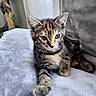 animal, blanket, cat, cozy, curious, cushion, cute, domestic, ears, feline, fur, indoor, kitten, paw, pet, relaxed, soft, tabby, whiskers, young
