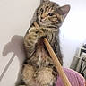 animal, cat, climbing, cute, ears, feline, fur, indoor, kitten, paw, pet, playful, purple_fabric, shadow, sitting, tabby, wall, whiskers, wooden_stick, young