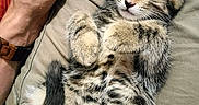 Béryl a rejoint le concours — aidez-le/la à gagner de superbes lots ! animal, casual, cat, clothing, cozy, cute, domestic_animal, feline, fur, hand, kitten, lap, paw, person, pet, relaxation, rest, sleeping, tabby, whiskers
