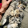 animal, casual, cat, clothing, cozy, cute, domestic_animal, feline, fur, hand, kitten, lap, paw, person, pet, relaxation, rest, sleeping, tabby, whiskers
