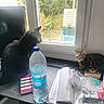 black_cat, book, cat, chair_outside, clutter, daylight, desk, feline, houseplant_outside, indoor, keyboard, monitor, papers, pet, plastic_bag, reflection, resting, tabby_cat, water_bottle, window