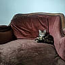 animal, brown, cat, couch, cozy, cute, domestic_animal, furniture, indoor, living_room, maroon, pet, quiet, relaxing, resting, small, sofa, tabby_cat, velvet, vintage