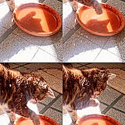 Béryl a rejoint le concours — aidez-le/la à gagner de superbes lots ! animal, brown_cat, cat, curious, domestic_animal, feline, indoor, mat, paw, pet, playful, quadrant, reflection, sequence, shadow, splash, sunlight, terracotta_dish, tile_floor, water