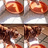 animal, brown_cat, cat, curious, domestic_animal, feline, indoor, mat, paw, pet, playful, quadrant, reflection, sequence, shadow, splash, sunlight, terracotta_dish, tile_floor, water