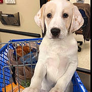 Leah is registered to the contest to win money with this photo: puppy, dog, shopping_basket, indoor, white_dog, tan_spots, curious, pet, animal, floor, office_chair, background, furniture, cute, young_dog, looking, ears, nose, paws, expression
