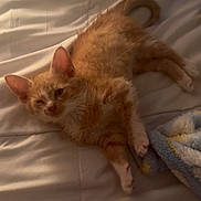 Lucki is registered to the contest to win money with this photo: animal, bed, blanket, cat, cozy, cute, domestic_cat, fur, indoor, kitten, orange_cat, paw, pet, resting, sleepy, small, tail, whiskers, winking, young