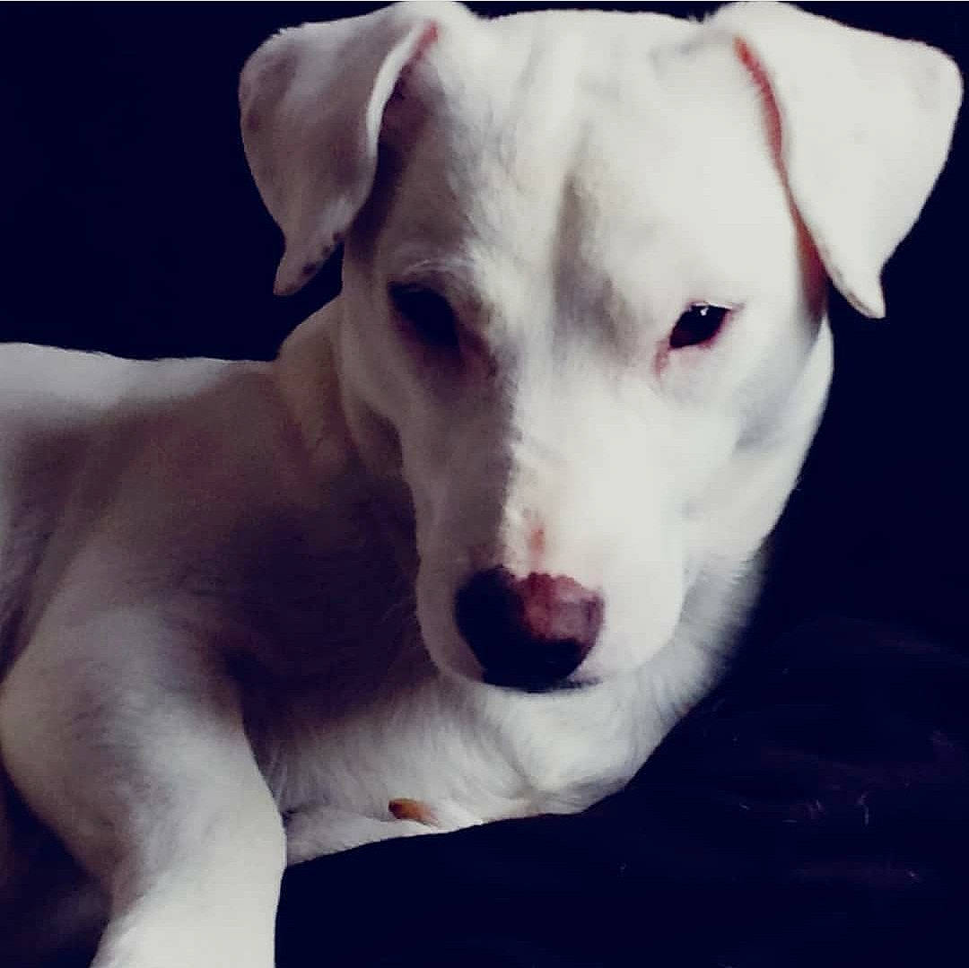 Volt participe au concours pour gagner de l'argent avec cette photo : canidae, carnivore, companion_dog, dog, dog_breed, ear, jack_russell_terrier, mammal, non_sporting_group, nose, puppy, rare_breed_dog, skin, snout, street_dog, tail, vertebrate