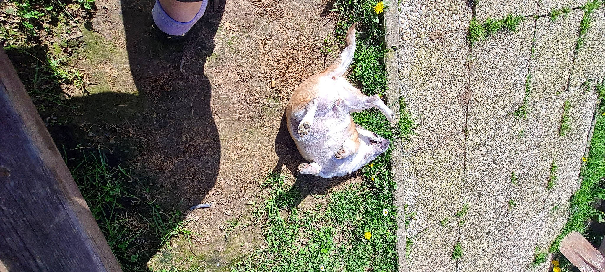 Kila participe au concours pour gagner de l'argent avec cette photo : canidae, carnivore, companion_dog, dog, dog_breed, fawn, felidae, foot, grass, human_leg, plant, road_surface, shadow, sidewalk, small_to_medium_sized_cats, snout, soil, sporting_group, tail, working_animal