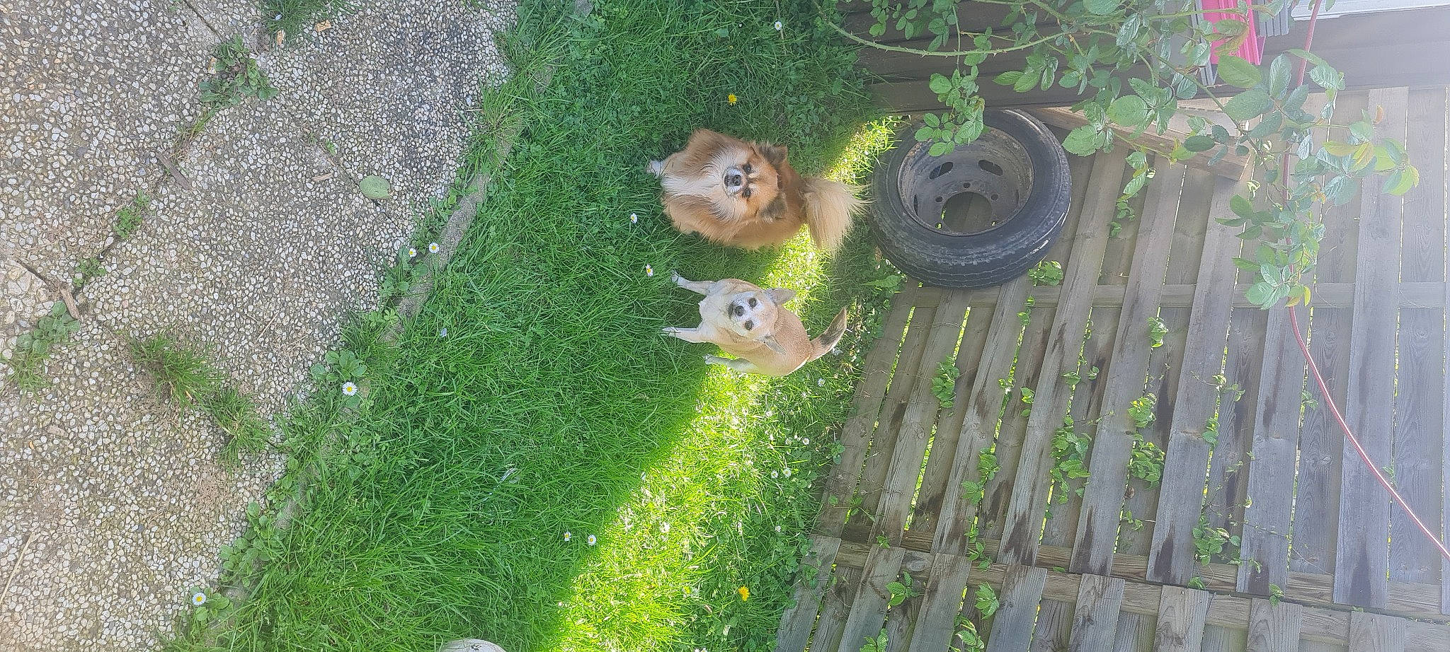 Kila a rejoint le concours — aidez-le/la à gagner de superbes lots ! fawn, fence, flowerpot, garden, grass, grass_family, grey_squirrel, groundcover, landscape, lawn, nature, plant, rodent, squirrel, tail, terrestrial_animal, tree, vegetation, wildlife, wood