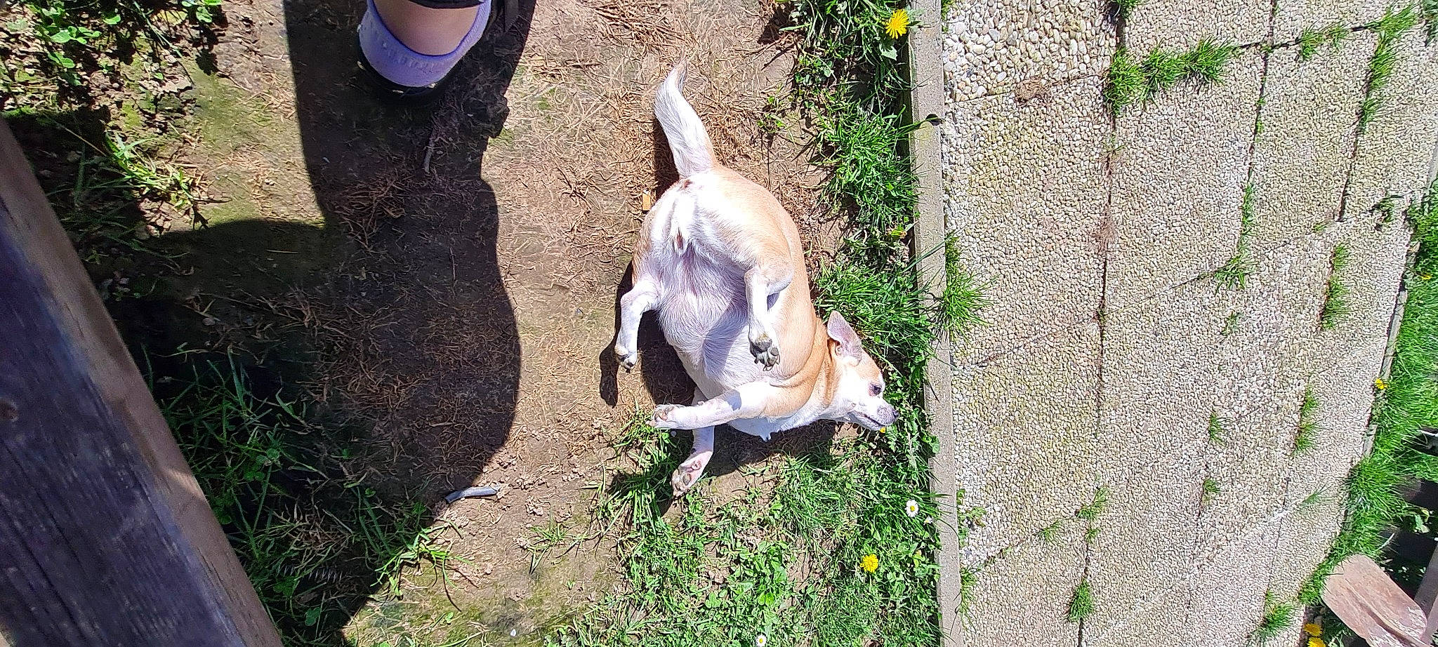 Kila participe au concours pour gagner de l'argent avec cette photo : carnivore, companion_dog, dog, dog_breed, dog_supply, fawn, foot, grass, human_leg, molosser, non_sporting_group, plant, soil, sporting_group, tail, terrestrial_animal, toy_dog, working_animal, wrinkle