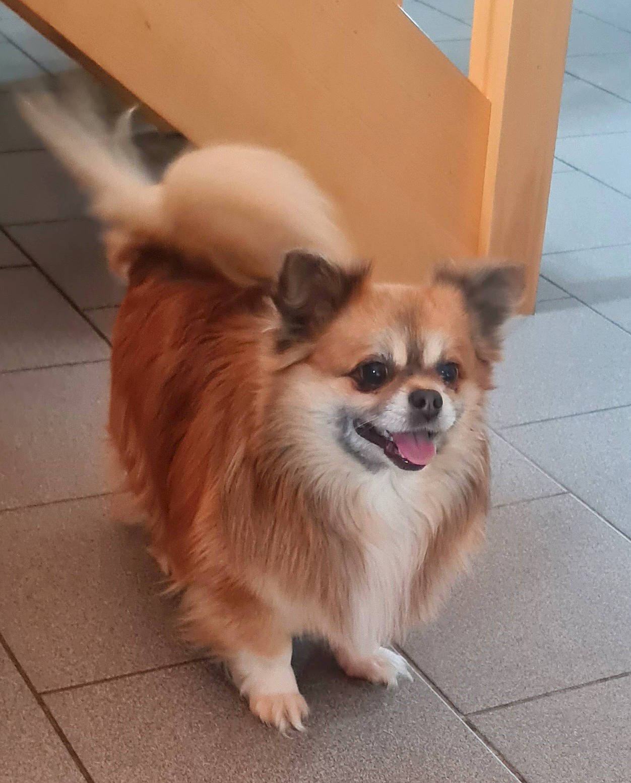 Yoko a rejoint le concours — aidez-le/la à gagner de superbes lots ! canidae, carnivore, companion_dog, corgi_chihuahua, dog, dog_breed, dog_supply, fawn, flooring, fur, german_spitz, german_spitz_klein, pomeranian, snout, spitz, sporting_group, toy_dog, volpino_italiano, whiskers, working_animal