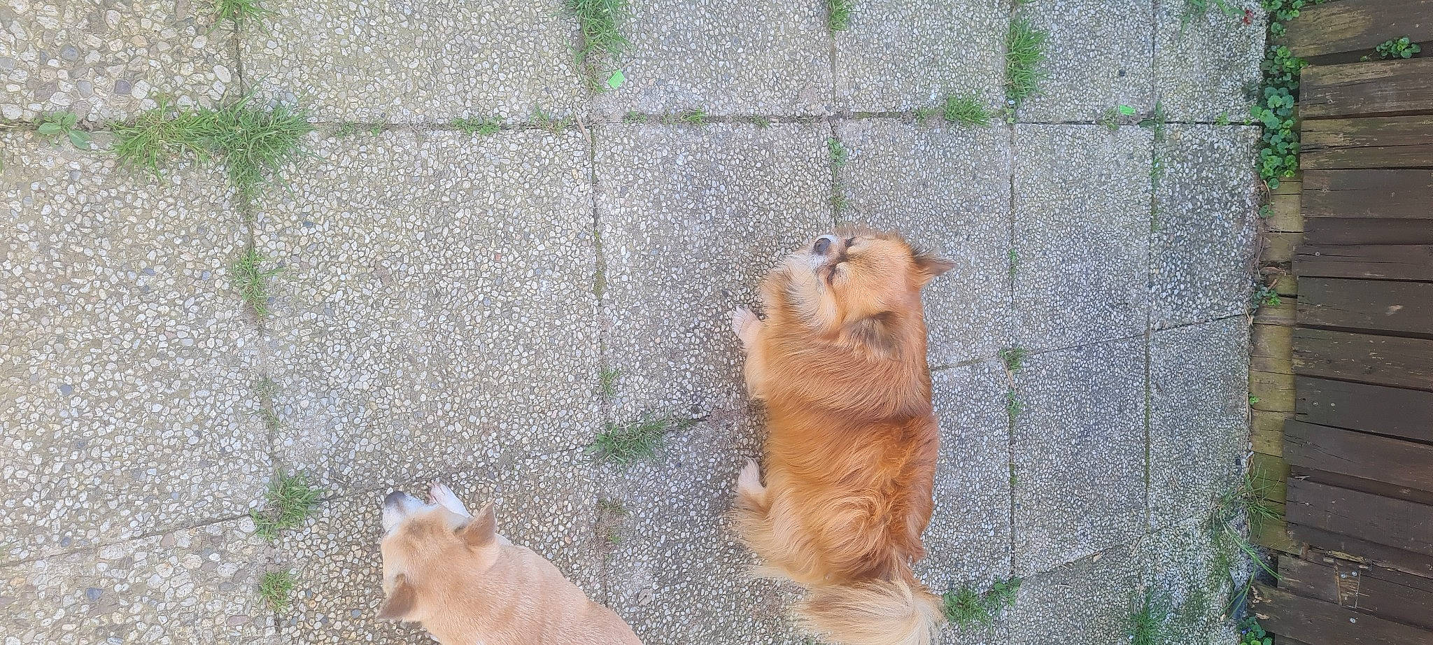 Yoko a rejoint le concours — aidez-le/la à gagner de superbes lots ! asphalt, canidae, carnivore, companion_dog, dog, dog_breed, fawn, fur, german_spitz, grass, liver, paw, plant, road_surface, snout, spitz, sporting_group, tail, terrestrial_animal, whiskers