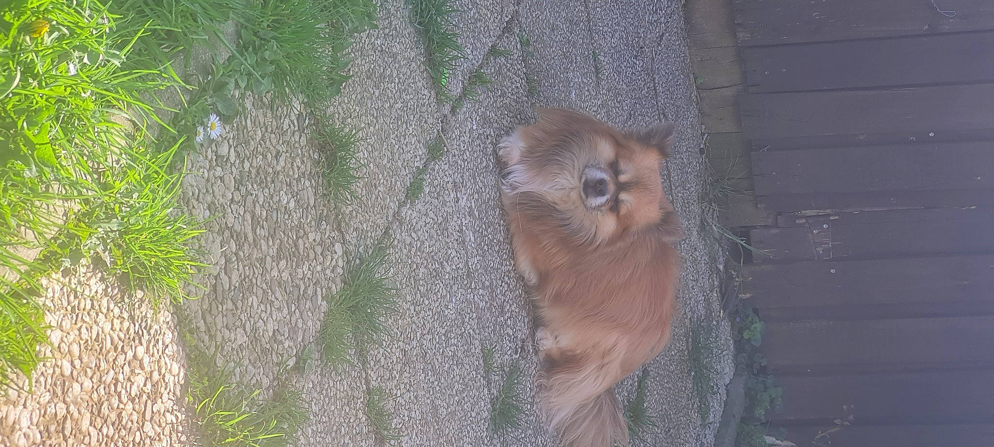 Yoko a rejoint le concours — aidez-le/la à gagner de superbes lots ! barn_owl, beak, bird_of_prey, canidae, carnivore, dog_breed, fawn, fur, grass, owl, plant, plant_stem, primate, snout, soil, tail, terrestrial_animal, trunk, whiskers, wood