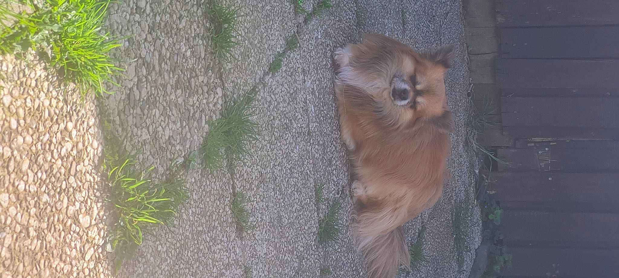 Yoko a rejoint le concours — aidez-le/la à gagner de superbes lots ! canidae, companion_dog, dog_breed, fawn, fur, gibbon, grass, liver, plant, plant_stem, primate, road_surface, snout, tail, terrestrial_animal, trunk, twig, whiskers, wildlife, wood