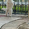 dog, white_dog, standing, fence, iron_fence, pond, water, grass, pathway, stone_path, outdoor, curious, pet, leash, daylight, nature, backyard, animal, canine, fur