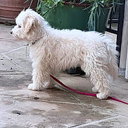 Luka is registered to the contest to win money with this photo: dog, puppy, white, fluffy, leash, tiled_floor, plant_pot, green_plants, outdoor, pet, animal, side_view, curious, young_dog, companion, domestic_animal, garden, floor, fur, standing