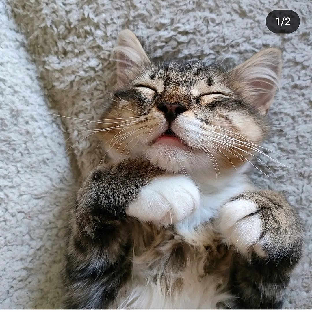 Tartine a rejoint le concours — aidez-le/la à gagner de superbes lots ! abyssinian, animal, bodypart, cat, claw, egyptiancat, electronics, face, hardware, head, hook, kitten, manx, mouth, person, pet, photography, portrait, sleeping, snout