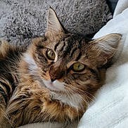 Tartine participe au concours pour gagner de l'argent avec cette photo : abyssinian, angora, animal, blanket, cat, couch, egyptiancat, furniture, kitten, manx, person, pet, sleeping, snout