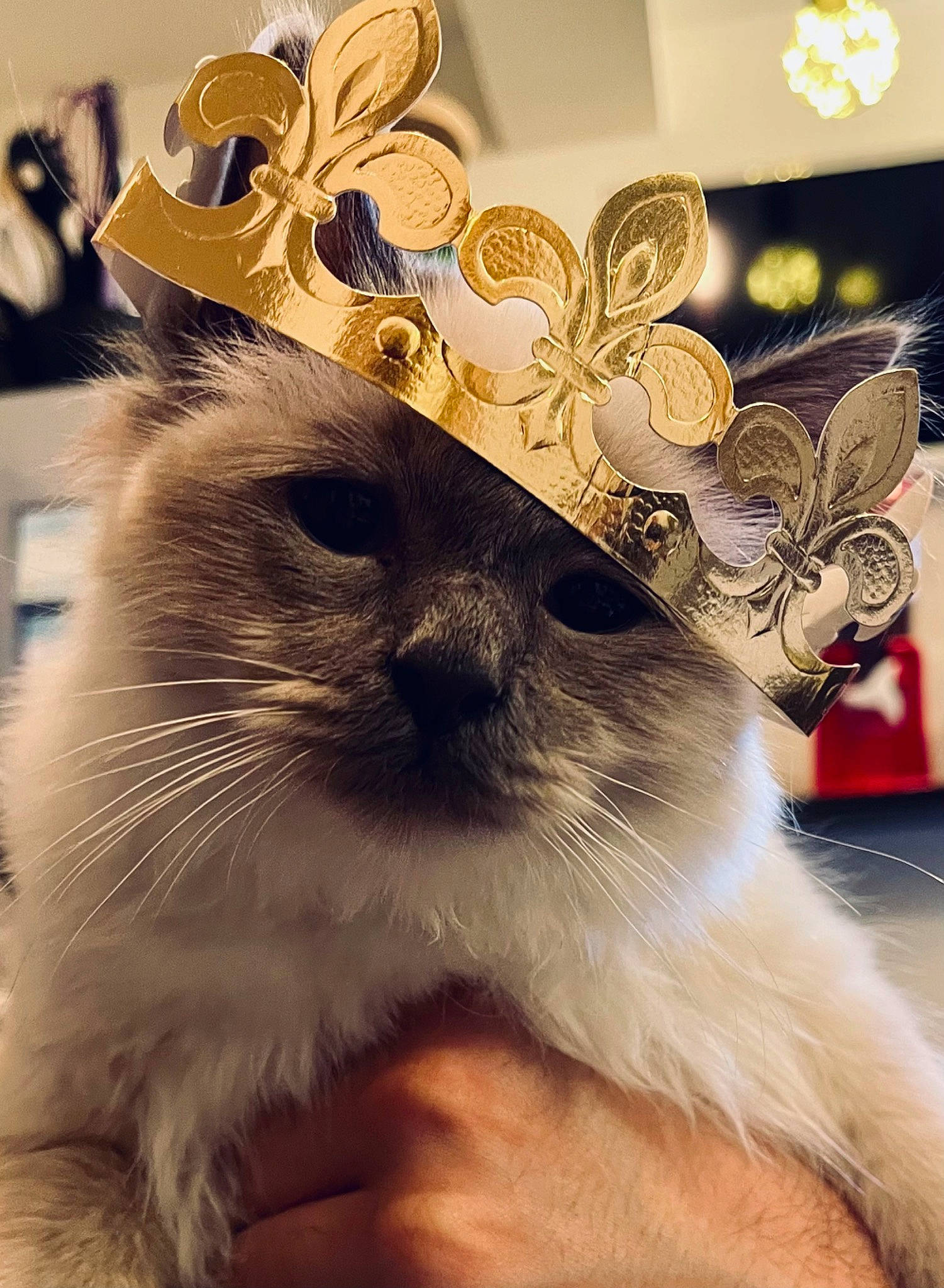 Saphir participe au concours pour gagner de l'argent avec cette photo : balinese, birman, carnivore, cat, fashion_accessory, fawn, felidae, formal_wear, fur, happy, hat, love, mammal, paper_bag, plant, siamese, small_to_medium_sized_cats, tail, thai, whiskers