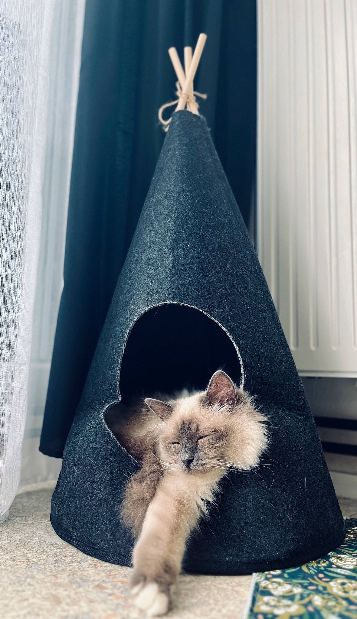Saphir a rejoint le concours — aidez-le/la à gagner de superbes lots ! carnivore, cat, comfort, cone, costume_hat, curtain, domestic_short_haired_cat, fashion_accessory, felidae, fur, grey, linens, ornament, party_hat, room, small_to_medium_sized_cats, tail, triangle, whiskers, wood